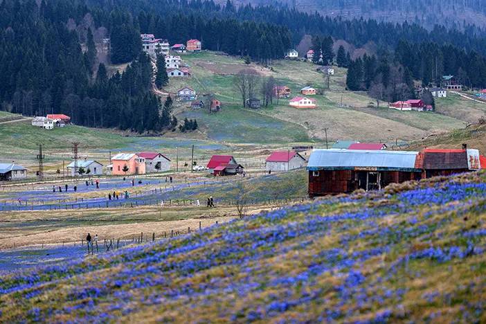 Trabzon'da Kadıralak Yaylası’nda, ‘mavi yıldız’ zamanı! 6